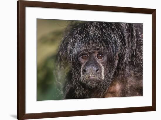 Captive adult Monk saki (Pithecia monachus), San Francisco Village, Loreto, Peru, South America-Michael Nolan-Framed Photographic Print