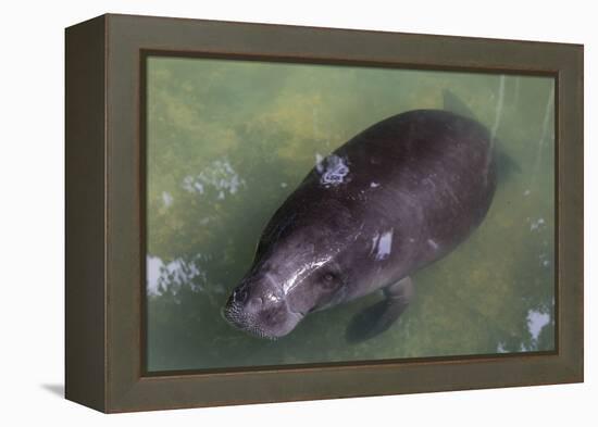 Captive Amazonian manatee (Trichechus inunguis) at the Manatee Rescue Center, Iquitos, Loreto, Peru-Michael Nolan-Framed Premier Image Canvas