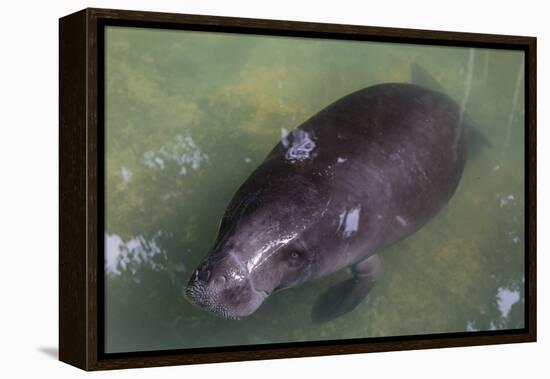 Captive Amazonian manatee (Trichechus inunguis) at the Manatee Rescue Center, Iquitos, Loreto, Peru-Michael Nolan-Framed Premier Image Canvas