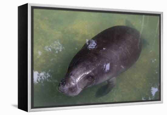 Captive Amazonian manatee (Trichechus inunguis) at the Manatee Rescue Center, Iquitos, Loreto, Peru-Michael Nolan-Framed Premier Image Canvas