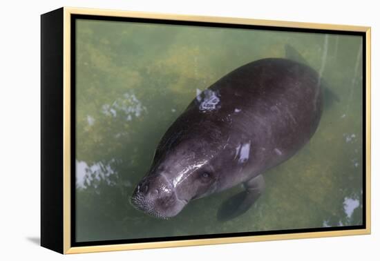 Captive Amazonian manatee (Trichechus inunguis) at the Manatee Rescue Center, Iquitos, Loreto, Peru-Michael Nolan-Framed Premier Image Canvas