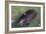 Captive Amazonian manatee (Trichechus inunguis) at the Manatee Rescue Center, Iquitos, Loreto, Peru-Michael Nolan-Framed Photographic Print