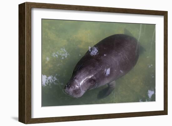 Captive Amazonian manatee (Trichechus inunguis) at the Manatee Rescue Center, Iquitos, Loreto, Peru-Michael Nolan-Framed Photographic Print