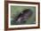 Captive Amazonian manatee (Trichechus inunguis) at the Manatee Rescue Center, Iquitos, Loreto, Peru-Michael Nolan-Framed Photographic Print