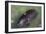 Captive Amazonian manatee (Trichechus inunguis) at the Manatee Rescue Center, Iquitos, Loreto, Peru-Michael Nolan-Framed Photographic Print