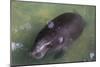 Captive Amazonian manatee (Trichechus inunguis) at the Manatee Rescue Center, Iquitos, Loreto, Peru-Michael Nolan-Mounted Photographic Print