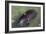 Captive Amazonian manatee (Trichechus inunguis) at the Manatee Rescue Center, Iquitos, Loreto, Peru-Michael Nolan-Framed Photographic Print