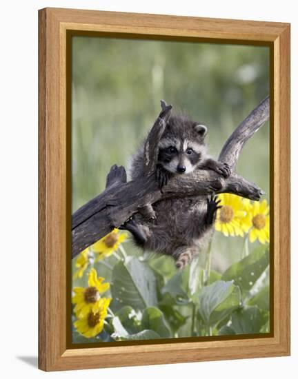 Captive Baby Raccoon, Animals of Montana, Bozeman, Montana, USA-James Hager-Framed Premier Image Canvas