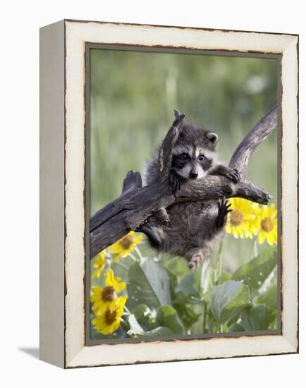 Captive Baby Raccoon, Animals of Montana, Bozeman, Montana, USA-James Hager-Framed Premier Image Canvas