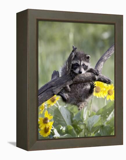 Captive Baby Raccoon, Animals of Montana, Bozeman, Montana, USA-James Hager-Framed Premier Image Canvas