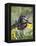 Captive Baby Raccoon, Animals of Montana, Bozeman, Montana, USA-James Hager-Framed Premier Image Canvas