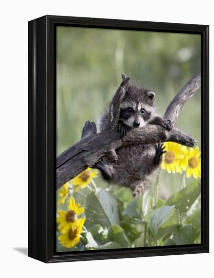 Captive Baby Raccoon, Animals of Montana, Bozeman, Montana, USA-James Hager-Framed Premier Image Canvas