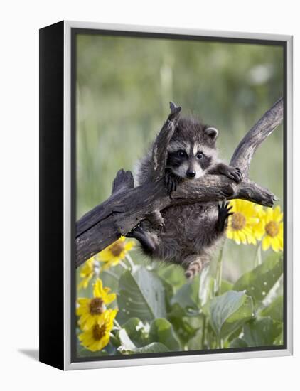 Captive Baby Raccoon, Animals of Montana, Bozeman, Montana, USA-James Hager-Framed Premier Image Canvas