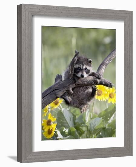 Captive Baby Raccoon, Animals of Montana, Bozeman, Montana, USA-James Hager-Framed Photographic Print