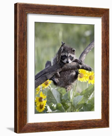 Captive Baby Raccoon, Animals of Montana, Bozeman, Montana, USA-James Hager-Framed Photographic Print