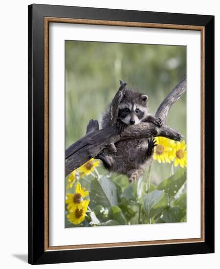 Captive Baby Raccoon, Animals of Montana, Bozeman, Montana, USA-James Hager-Framed Photographic Print