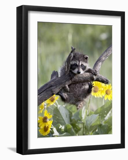 Captive Baby Raccoon, Animals of Montana, Bozeman, Montana, USA-James Hager-Framed Photographic Print