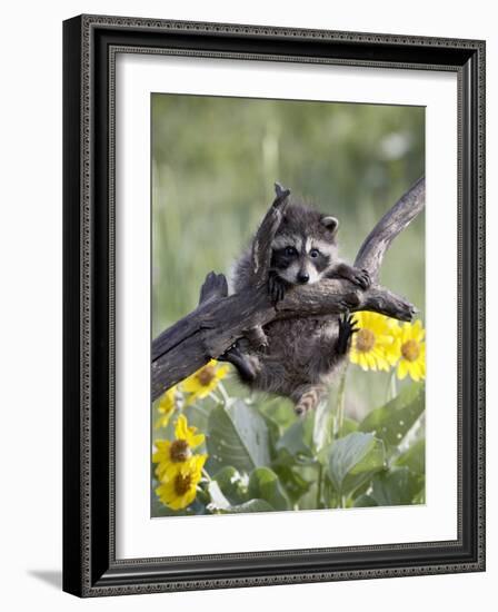 Captive Baby Raccoon, Animals of Montana, Bozeman, Montana, USA-James Hager-Framed Photographic Print