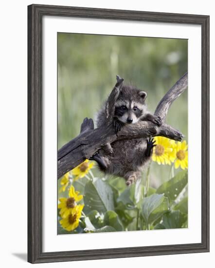 Captive Baby Raccoon, Animals of Montana, Bozeman, Montana, USA-James Hager-Framed Photographic Print