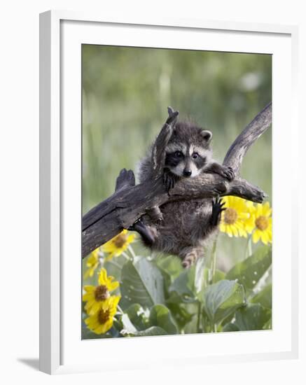 Captive Baby Raccoon, Animals of Montana, Bozeman, Montana, USA-James Hager-Framed Photographic Print