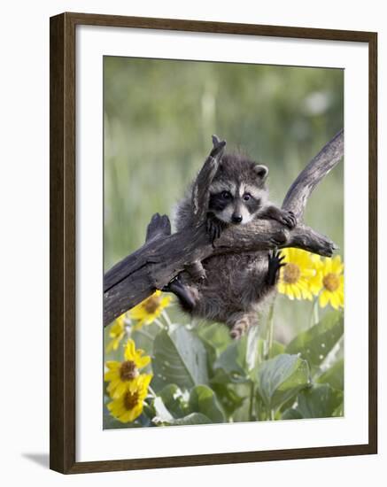Captive Baby Raccoon, Animals of Montana, Bozeman, Montana, USA-James Hager-Framed Photographic Print
