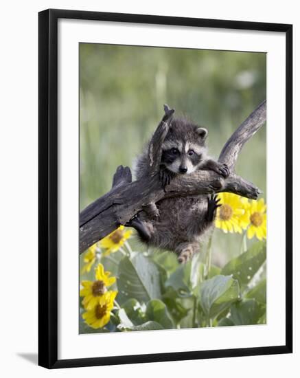 Captive Baby Raccoon, Animals of Montana, Bozeman, Montana, USA-James Hager-Framed Photographic Print