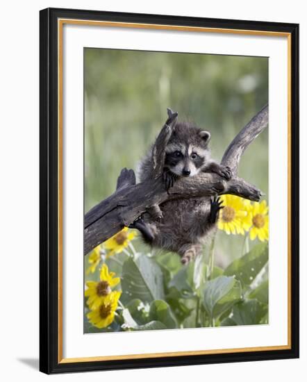 Captive Baby Raccoon, Animals of Montana, Bozeman, Montana, USA-James Hager-Framed Photographic Print