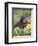 Captive Baby Raccoon, Animals of Montana, Bozeman, Montana, USA-James Hager-Framed Photographic Print