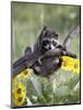 Captive Baby Raccoon, Animals of Montana, Bozeman, Montana, USA-James Hager-Mounted Photographic Print