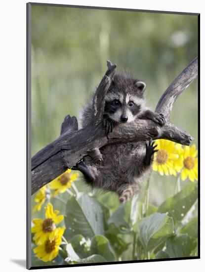 Captive Baby Raccoon, Animals of Montana, Bozeman, Montana, USA-James Hager-Mounted Photographic Print