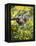 Captive Baby Raccoon Hanging on to a Branch Among Arrowleaf Balsam Root, Bozeman-James Hager-Framed Premier Image Canvas