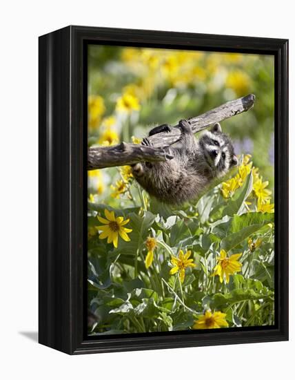 Captive Baby Raccoon Hanging on to a Branch Among Arrowleaf Balsam Root, Bozeman-James Hager-Framed Premier Image Canvas