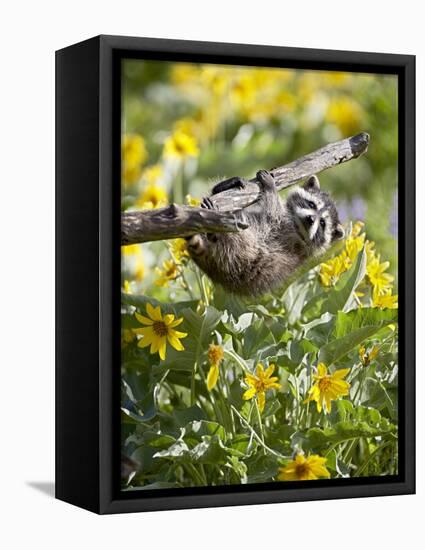 Captive Baby Raccoon Hanging on to a Branch Among Arrowleaf Balsam Root, Bozeman-James Hager-Framed Premier Image Canvas