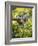 Captive Baby Raccoon Hanging on to a Branch Among Arrowleaf Balsam Root, Bozeman-James Hager-Framed Photographic Print