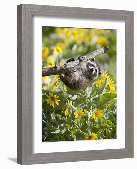 Captive Baby Raccoon Hanging on to a Branch Among Arrowleaf Balsam Root, Bozeman-James Hager-Framed Photographic Print