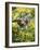 Captive Baby Raccoon Hanging on to a Branch Among Arrowleaf Balsam Root, Bozeman-James Hager-Framed Photographic Print