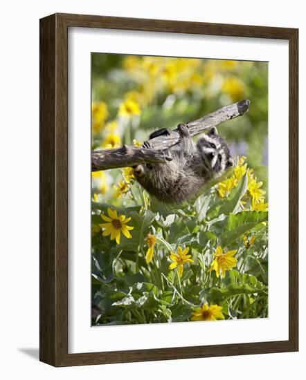 Captive Baby Raccoon Hanging on to a Branch Among Arrowleaf Balsam Root, Bozeman-James Hager-Framed Photographic Print