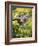 Captive Baby Raccoon Hanging on to a Branch Among Arrowleaf Balsam Root, Bozeman-James Hager-Framed Photographic Print