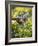 Captive Baby Raccoon Hanging on to a Branch Among Arrowleaf Balsam Root, Bozeman-James Hager-Framed Photographic Print