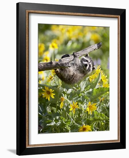 Captive Baby Raccoon Hanging on to a Branch Among Arrowleaf Balsam Root, Bozeman-James Hager-Framed Photographic Print