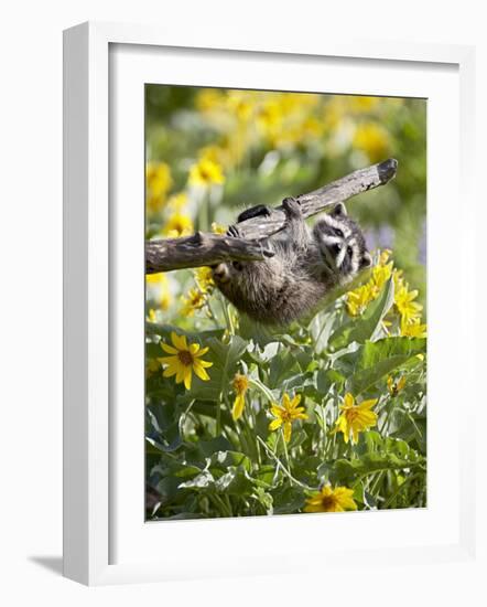 Captive Baby Raccoon Hanging on to a Branch Among Arrowleaf Balsam Root, Bozeman-James Hager-Framed Photographic Print