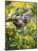 Captive Baby Raccoon Hanging on to a Branch Among Arrowleaf Balsam Root, Bozeman-James Hager-Mounted Photographic Print
