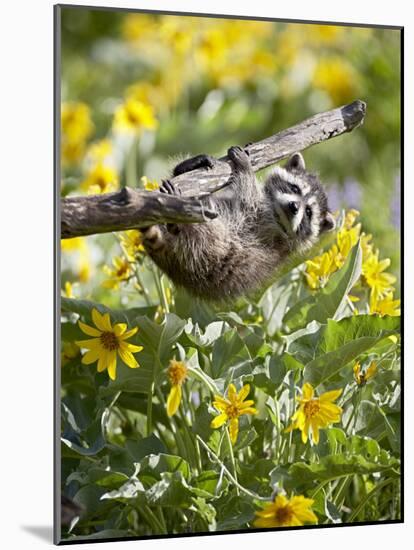 Captive Baby Raccoon Hanging on to a Branch Among Arrowleaf Balsam Root, Bozeman-James Hager-Mounted Photographic Print