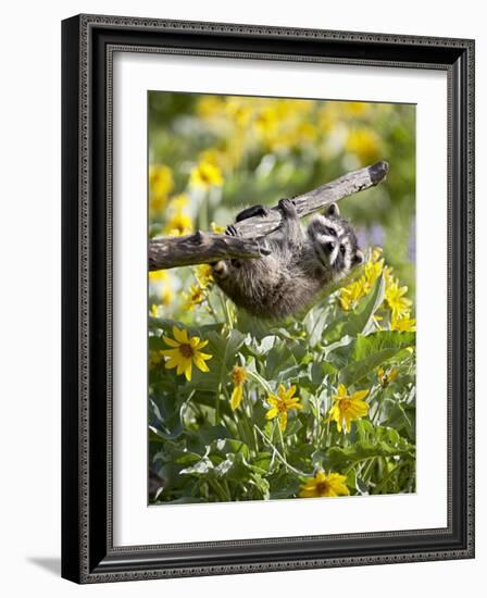 Captive Baby Raccoon Hanging on to a Branch Among Arrowleaf Balsam Root, Bozeman-James Hager-Framed Photographic Print