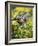 Captive Baby Raccoon Hanging on to a Branch Among Arrowleaf Balsam Root, Bozeman-James Hager-Framed Photographic Print