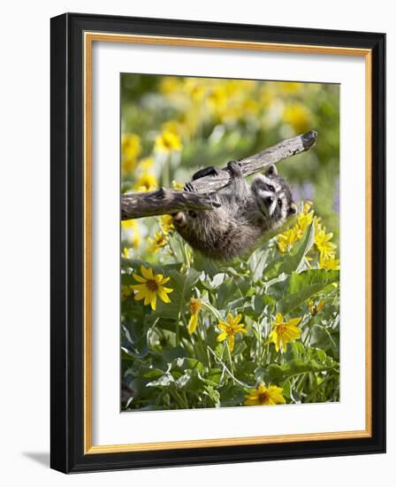 Captive Baby Raccoon Hanging on to a Branch Among Arrowleaf Balsam Root, Bozeman-James Hager-Framed Photographic Print