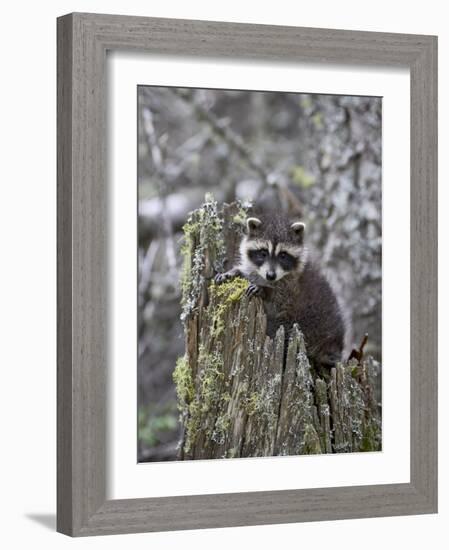 Captive Baby Raccoon in an Old Stump, Bozeman, Montana, USA-James Hager-Framed Photographic Print