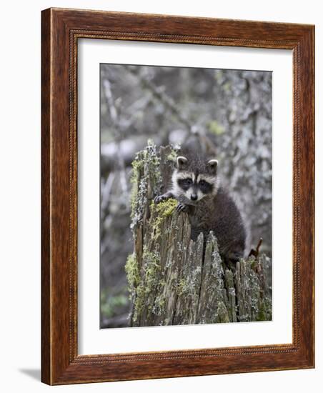 Captive Baby Raccoon in an Old Stump, Bozeman, Montana, USA-James Hager-Framed Photographic Print