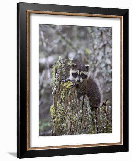 Captive Baby Raccoon in an Old Stump, Bozeman, Montana, USA-James Hager-Framed Photographic Print