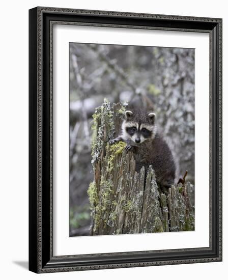 Captive Baby Raccoon in an Old Stump, Bozeman, Montana, USA-James Hager-Framed Photographic Print